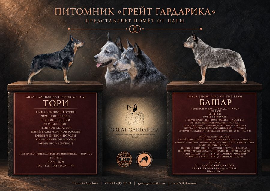 Помёт от пары, австралийский хилер