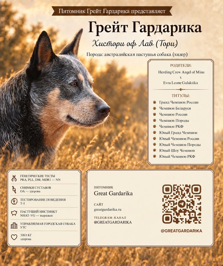 Презентация собаки, австралийский хилер